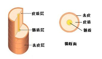 <em>头发的结构</em>