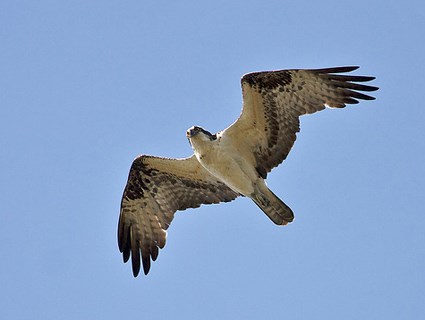 osprey sound