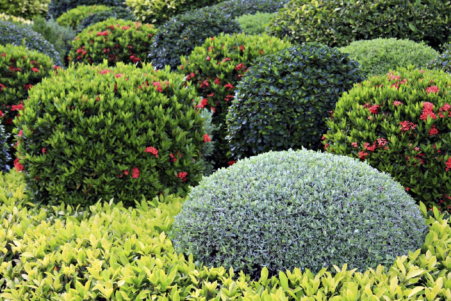 shrub-shrub