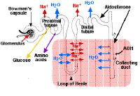 proximal tubule