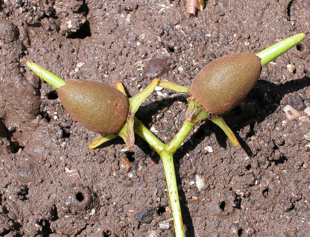 【vivipary】什么意思_英语vivipary的翻译_音标_读音_用法_例句_在线翻译_有道词典