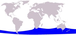 小露脊鲸分布图