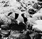 大刺泥鳅(Botia macracanthus)