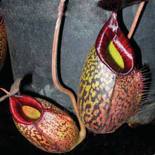 Nepenthes spectabilis x aristolochioides