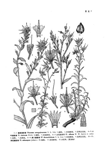 小叶滇紫草（中国高等植物图鉴）图版7：4-5