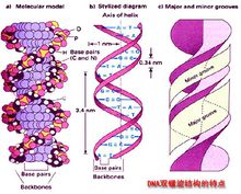 DNA双螺旋结构特点图