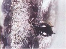 菊小长管蚜 菊小长管蚜