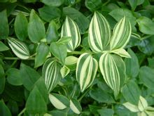 长梗藜芦 长梗藜芦