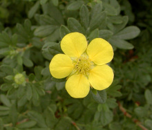 金老梅枝 金老梅枝