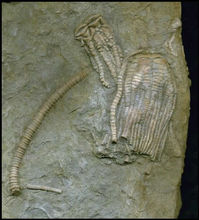 古无脊椎动物化石