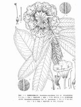 短梗星毛杜鹃 短梗星毛杜鹃