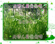 杂交狼尾草 杂交狼尾草