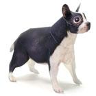 梗犬 梗犬