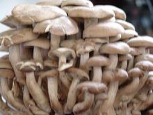 食品用料蘑菇