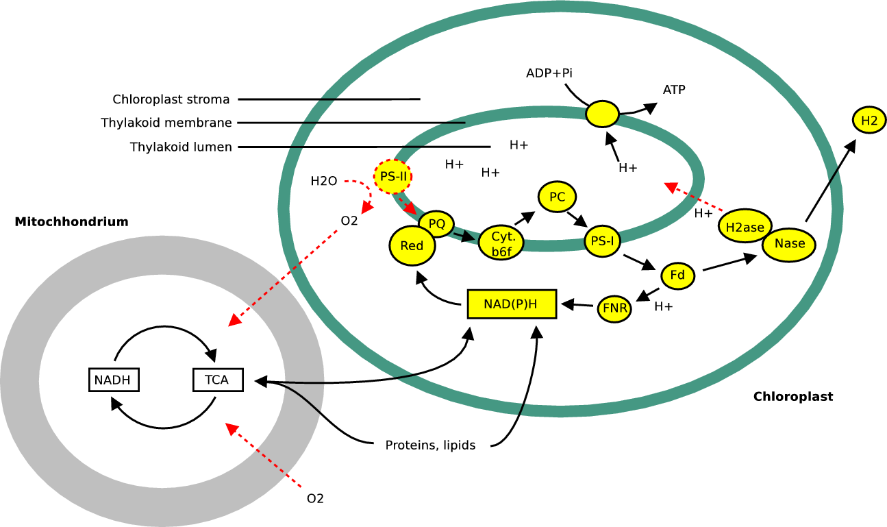 biohydrogen is defined as hydrogen produced biologically