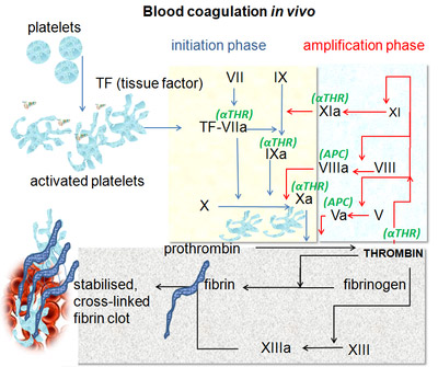 blood clotting